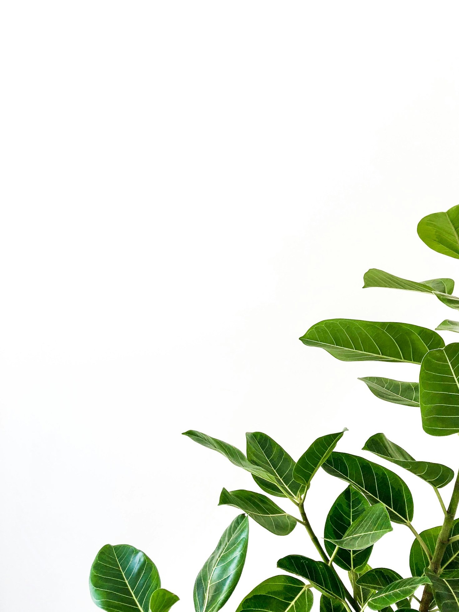 Seasonal Cycles And Their Botanical Significance